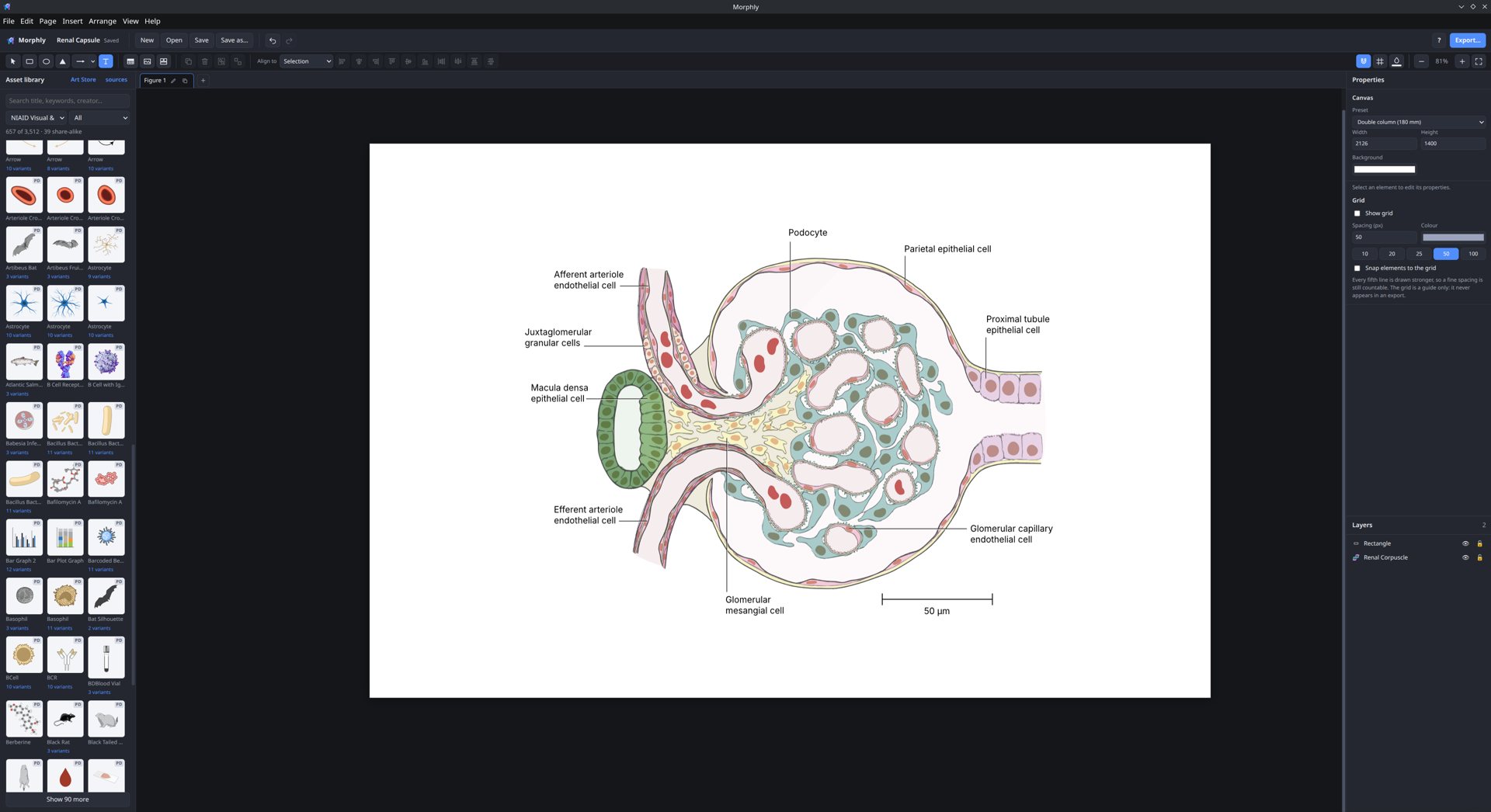 The Morphly editor with the asset library on the left, a labelled drawing of a renal corpuscle on the canvas, and the properties panel on the right